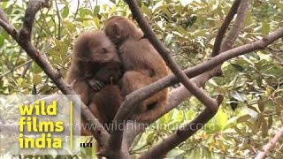 Monkey couple sit high up in a tree and hug each other [upl. by Maynord961]