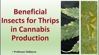 Beneficial Insects for Thrips in Cannabis Production [upl. by Cobb]