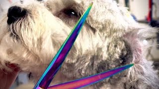 Grooming a ShihPoo named Chaplin Full Video [upl. by Anerac748]