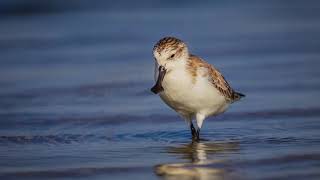 Discover the Rare Beauty of the Spoonbilled Sandpiper birds wildlife [upl. by Aisayt924]