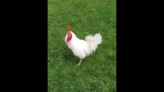 Rosco P Coltrane The Rooster Goes Gangsta THUG LIFE Hockman Style [upl. by Buxton]