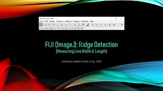 FIJI ImageJ Ridge Detection Measuring Line Width amp Length [upl. by Esilegna]