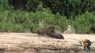 Jaguar Cazando Capibara  El Rey De América [upl. by Taveda]