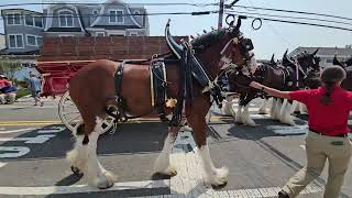 clydesdales at LBI 81624 [upl. by Hardman11]