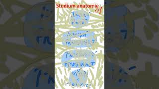 19 Studium anatomie01 anatomie biologie maturita [upl. by Kauffman]