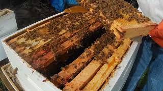 GampH Honey Bees  First quick inspections and food stores check of 2024 [upl. by Jezreel]