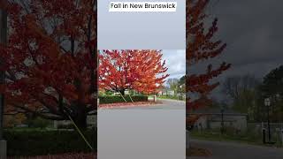 Fredericton New Brunswick [upl. by Ardnuahs]