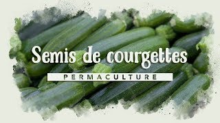 Comment réussir ses semis de courgettes [upl. by Zinck]