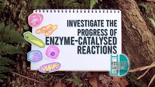 ALevel Biology  Investigate the progress of enzymecatalysed reactions [upl. by Kennie]