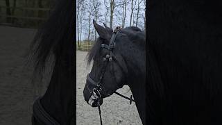 Live with Queen👑Uniek  Friesian Horses [upl. by Yendor361]