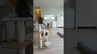 Engage your pets amomentwithsrprisca shortvideos viralvideo shorts short kids viral video [upl. by Macdonald]