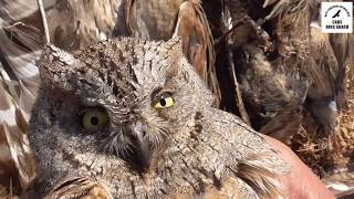 CABS Video  Illegal night shooting of owls nightjars and corncrakes in Lebanon autumn 2019 [upl. by Imeka621]