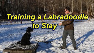 How to Teach a Labradoodle to Stay [upl. by Vanessa225]