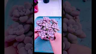 plant succulents diy shortvideo houseplant indoorplants garden nature [upl. by Moyna]