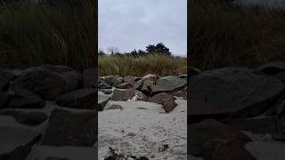 Strand Neuendorf auf der Insel Hiddensee  24112024 music beach travel nature wave hiddensee [upl. by Powel]