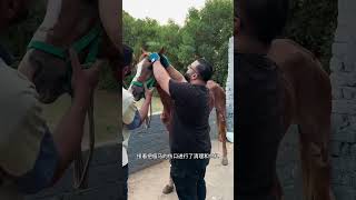 男人拯救垃圾堆裡的瘦馬 動物救助 人與動物和諧共處 神奇動物在抖音 [upl. by Kcitrap352]