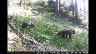 Vidéo piège dans les Carpates roumaines [upl. by Ainoz]