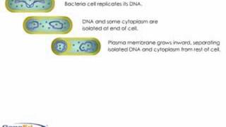 Bacterial sporulation [upl. by Adekam]