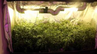 Grow Tent Hydroponic System  SuperCloset Hydroponics [upl. by Kcirrem]