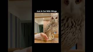 Owls are just Cats with wings 😅 shorts funny cat trending [upl. by Nojed260]