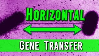 What is Horizontal Gene Transfer [upl. by Ahseryt]