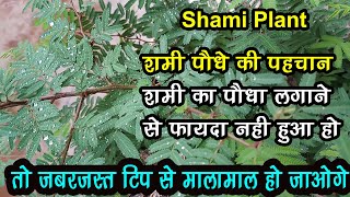 कौन सा शमी का पौधा घर में लगायें Shami paudha all Type Shami Tree Benefits Shami Ayurveda Medicine [upl. by Demetri]