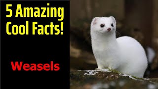 5 Fascinating Facts About Weasels [upl. by Grube737]