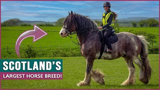 Riding the Clydesdale in Scotland [upl. by Gilbertson]