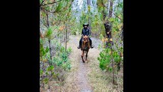 Rein Advice For The Gaited Horse  Gaited Horse Training [upl. by Klarrisa256]