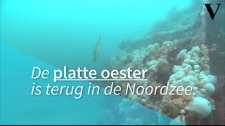 De platte oester is terug in de Noordzee [upl. by Estel]