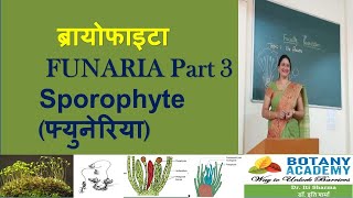 Funaria Sporophyte Capsule [upl. by Nasya]