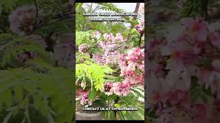 Cassia javanica Rainbowshowtree on flower in pots nature shorts [upl. by Hentrich549]