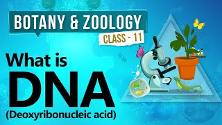 What is DNA deoxyribonucleic acid  Biochemistry of Cell  Biology Class 11 [upl. by Akeinahs418]