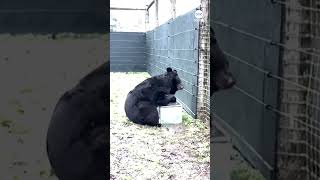 Scottish zoo welcomes black bear which survived war in Ukraine [upl. by Ttennaej8]