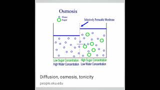 Osmosis 📝 l Diffusion l Tonicity l Isotonic solution viral botanysolution4054 [upl. by Alleram]