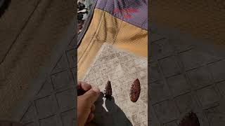 Knapping Mahogany Obsidian dtuneoutdoors outdoorsman flintknapping flintknapper obsidian rock [upl. by Eenhpad]