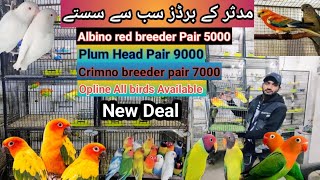 Sunday Birds market sa sasti birds ll Muddasir Birds 03096188063 🥰ll Haris Bhai 03171279039 🥰 [upl. by Elbring]