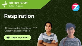 Respiration  A Level Biology  Topic Explainer  ZNotes [upl. by Gosnell]