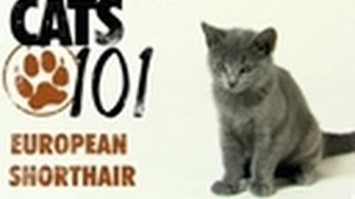 European Shorthair  Cats 101 [upl. by Lexi814]