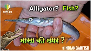 Information About Indian Garfish  घोडा मासा पहिलाय का  Sagunabaug fishing [upl. by Sperry]