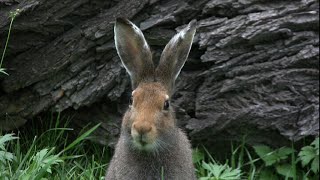 Lepri e conigli  I lagomorfi italiani [upl. by Bobbie433]