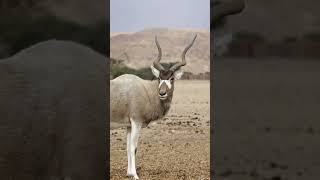 5 Amazing Addax Antelope Facts You Never Knew [upl. by Arvad]