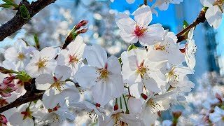 Japans Cherry Blossoms Are In Full Bloom Now  JAPAN LIVE STREAMS 2024 [upl. by Aidualk442]