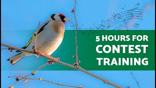 Goldfinch Singing for TRAINING 5 Hours 5 Hours for Contest SINGING [upl. by Meier553]