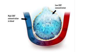 Gaseous exchange in lungs [upl. by Fisken399]