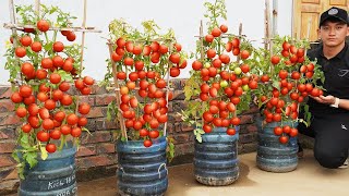 GROWING TOMATOES LIKE CRAZY ALL YEAR ROUND IS POSSIBLE [upl. by Aisined299]