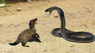 Amazing facts about mongoose  mongoose Vs snake [upl. by Tubb194]