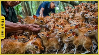 Mouse Deer How Vietnamese Farmers Raise Millions of The Worlds Smallest Deer  Farming Documentary [upl. by Sikorski]