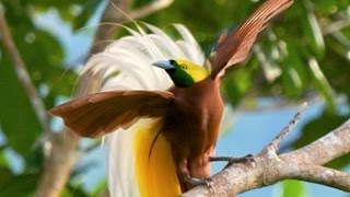 Lesser BirdofParadise [upl. by Ahsiadal]