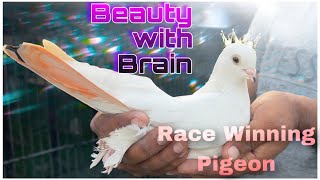 CHAMPION WHITE RACING PIGEONS [upl. by Iaras]